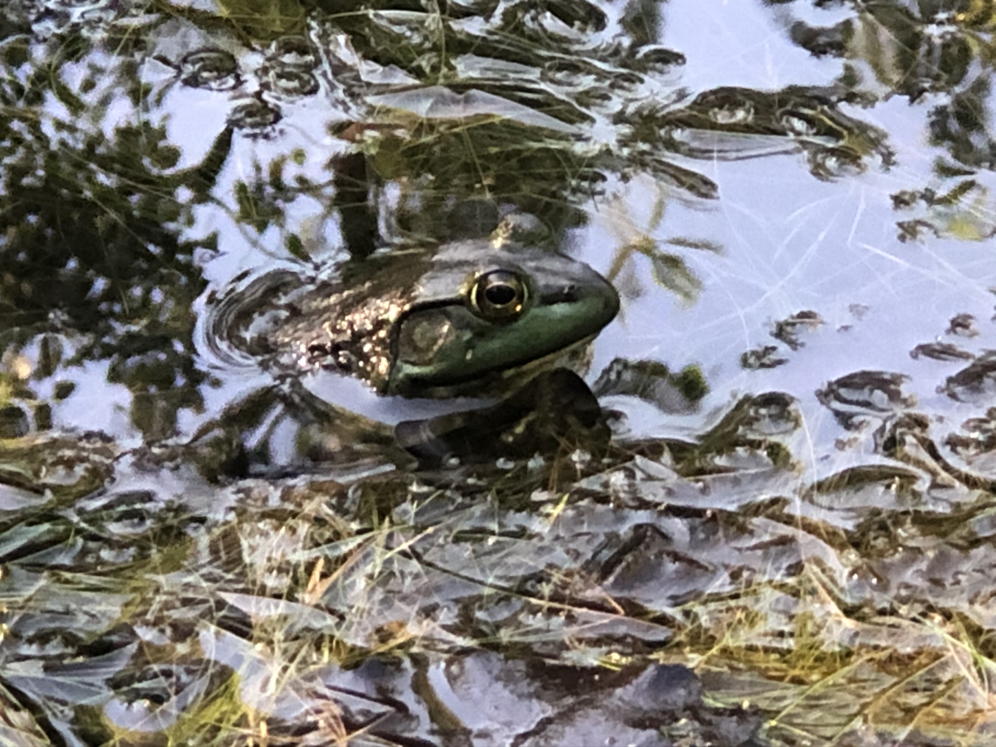 a smaller large frog