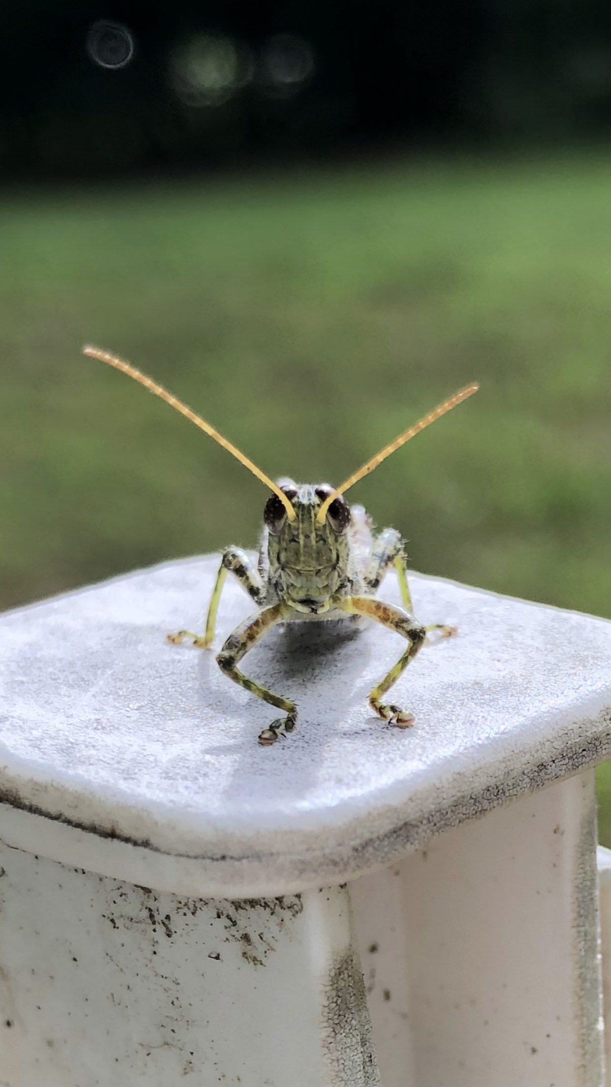 Cricket face