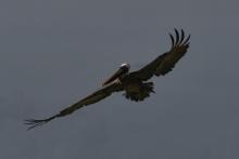 Brown Pelican one wing outstretched