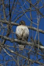 large bird with brown head and white chest feathers speckled with brown, high in tree, winter