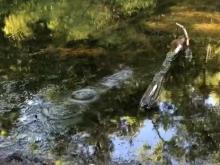 series of round splashmarks on the surface of water leading away from viewer