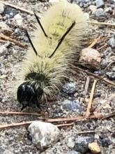 Yellow fuzzy caterpillar with black spikes