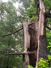 looking upward at hollowed trunk with dead branches outside and inside the trunk