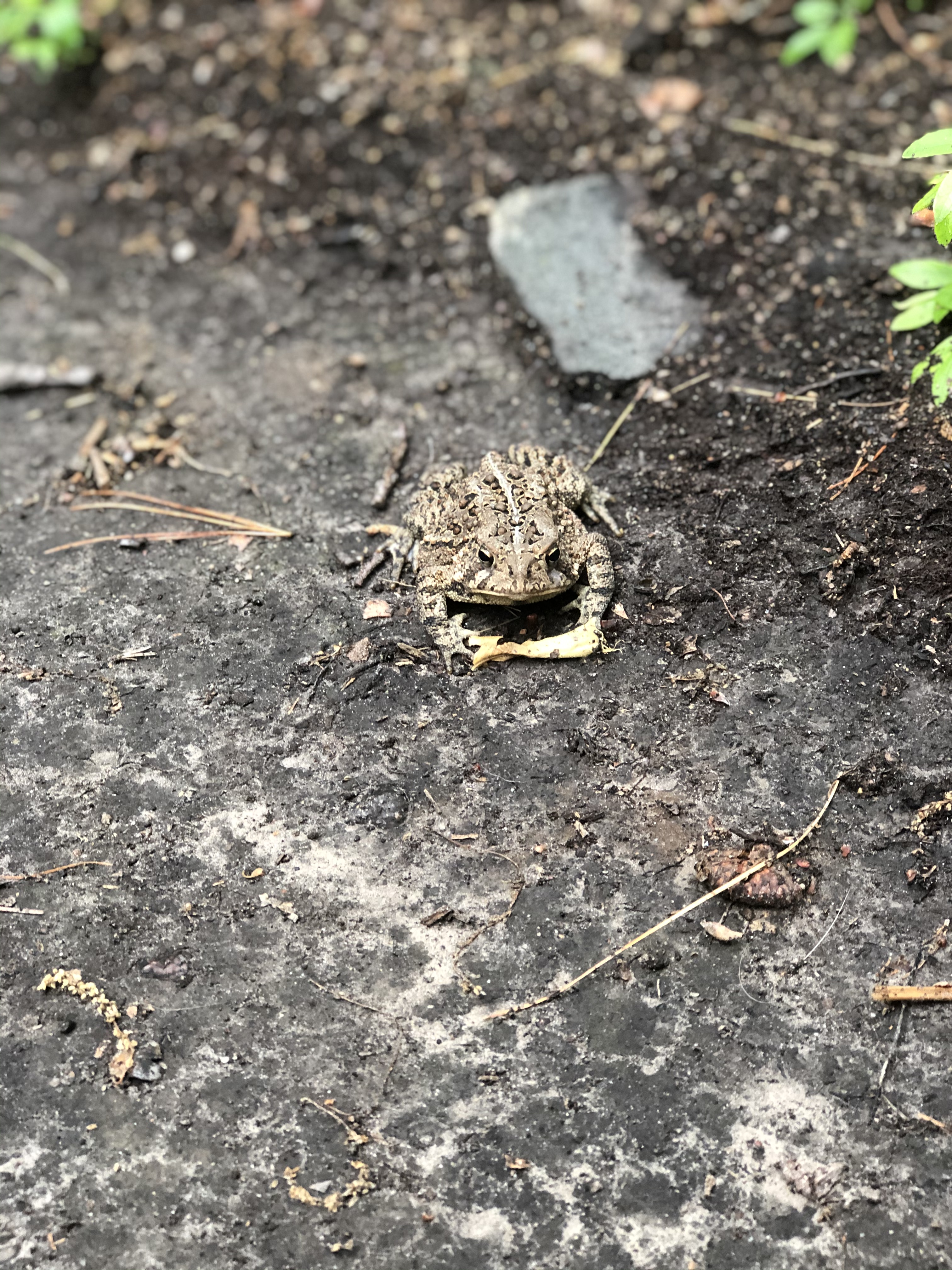 toad facing camera