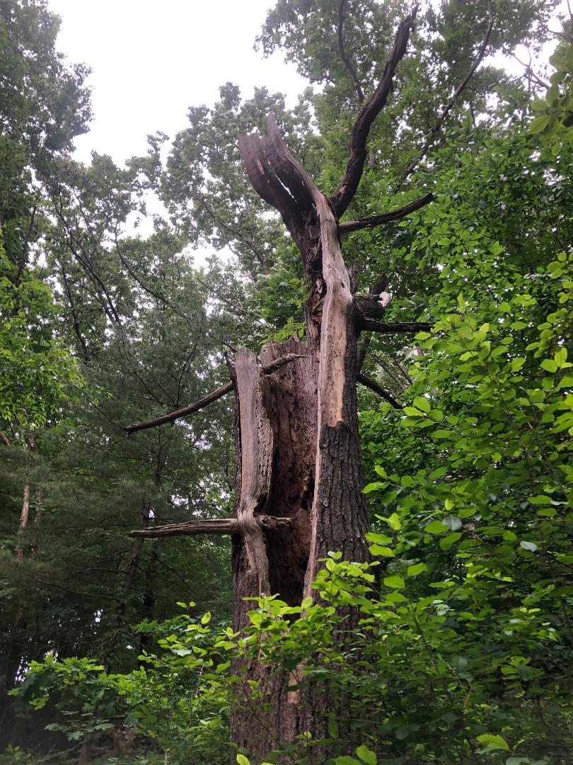 closer look at branches in hollowed out trunk extending into the hollow